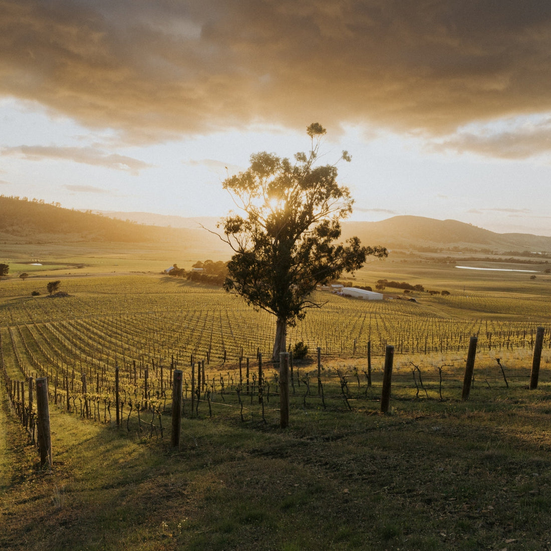 Introducing Oriele: Two wines from the Coal River Valley