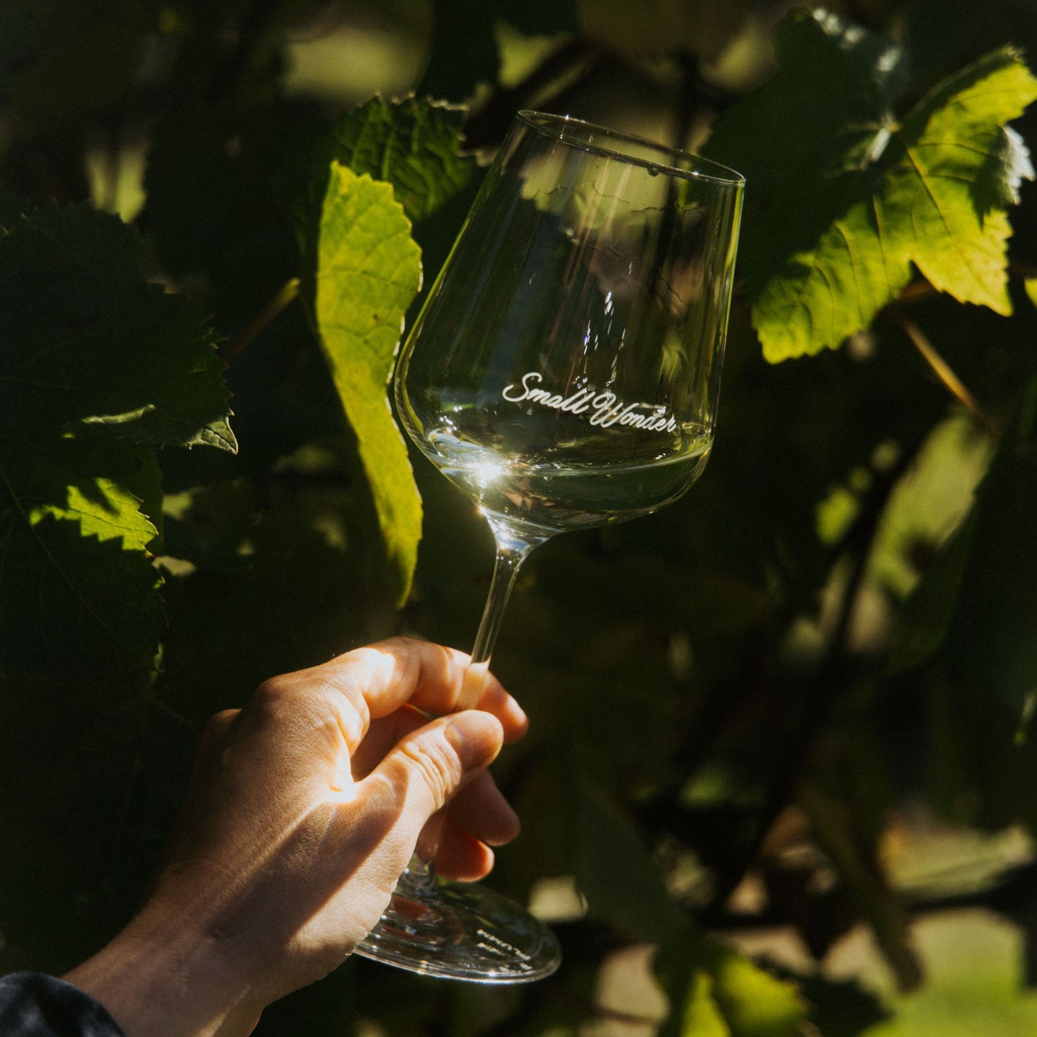 Hand holding a wine glass with 'Small Wonder' engraving in front of green leaves