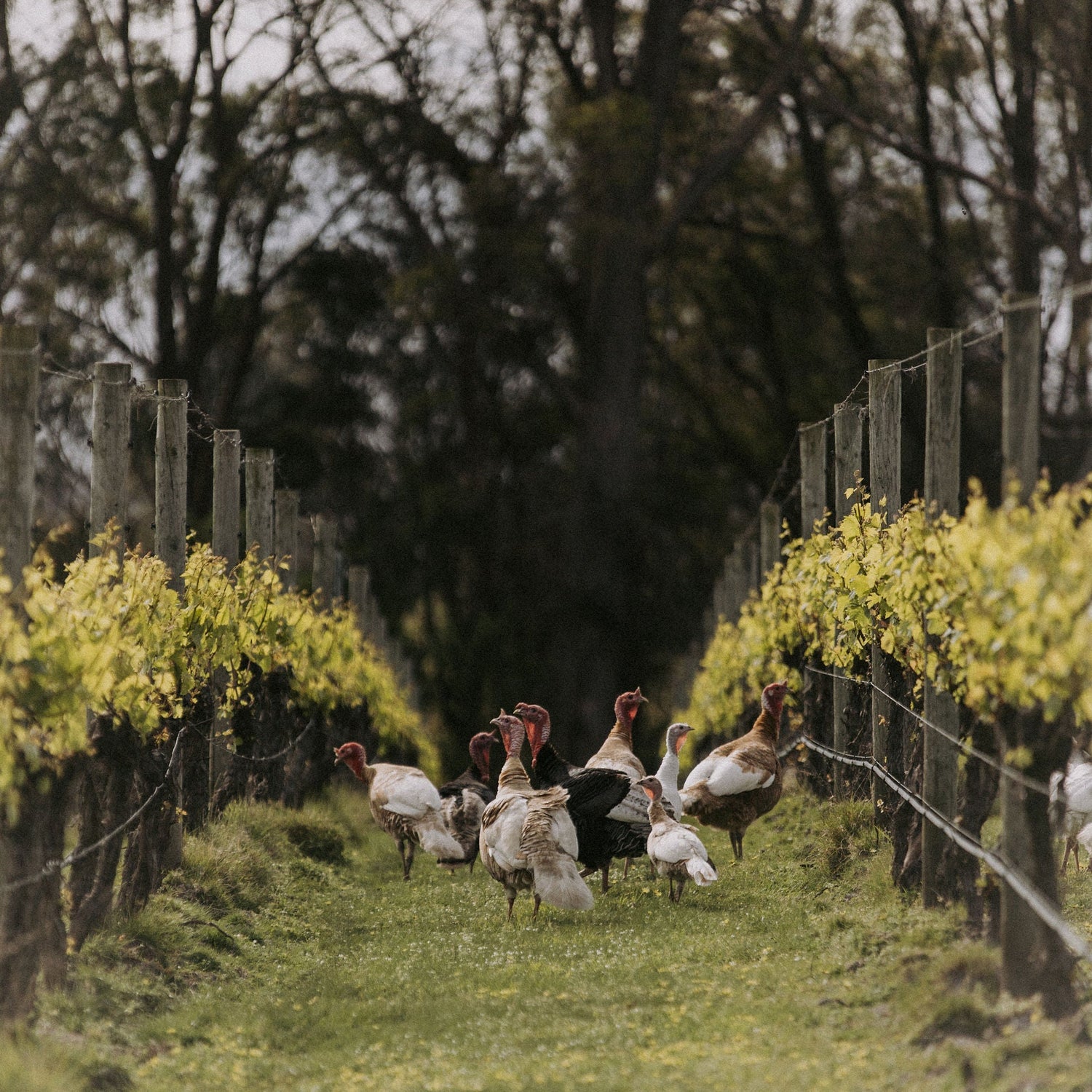 Turkeys walking through a vineyard with trees and a fence in the background